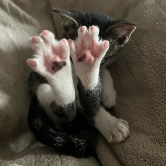 Hi, I’m Kristen. Welcome To POSHSTREETLUXE! - Picture 6 of 13